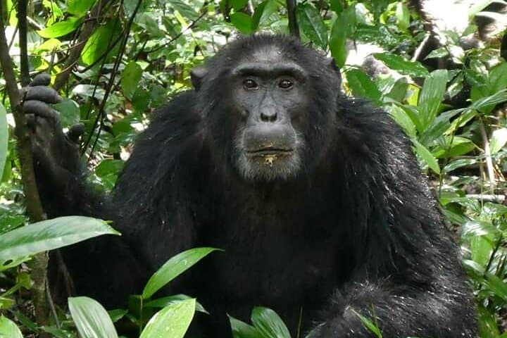 Uganda 9-Day Gorilla Trekking, Chimpanzee & Wilderness Safari Guide photo 2