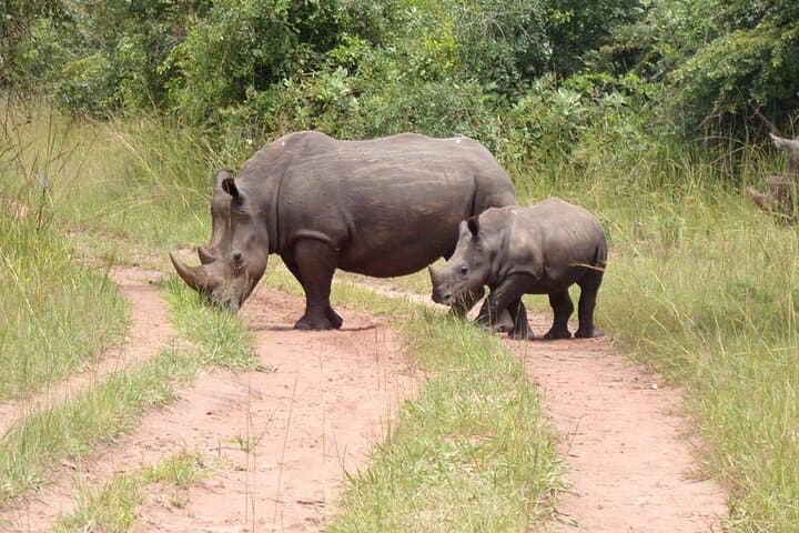 Uganda 9-Day Gorilla Trekking, Chimpanzee & Wilderness Safari Guide photo 5