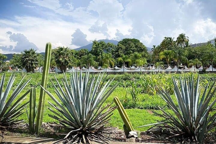 Private One-Day Tequila Tour: La Fortaleza Distillery & Agave Fields photo 3