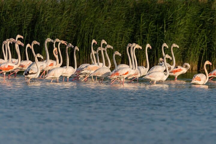 Dubai Desert Sunset: Al Marmoom & Al Qudra Lakes Day Tour with Dinner photo 2