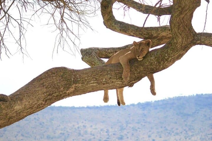 3-Day Tanzania Safari from Arusha: Tarangire, Ngorongoro & Lake Manyara photo 5