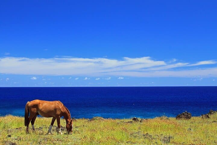 3-Hour Terevaka Horseback Tour — Easter Island Summit Ride with 360° Ocean Views photo 5