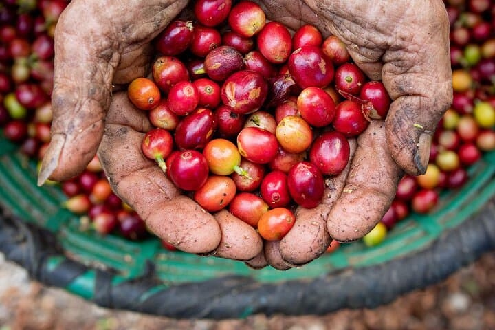 Monteverde Coffee Tour: Farm Walk, Roasting & Cupping Experience