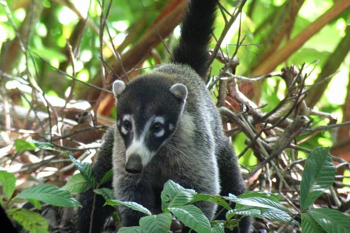Sirena Station Overnight: Two-Day Corcovado Rainforest Immersion photo 6