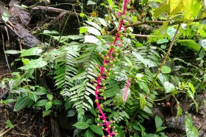 Pico de Loro Hike: 12‑Hour Private Trek in the Farallones de Cali photo 6