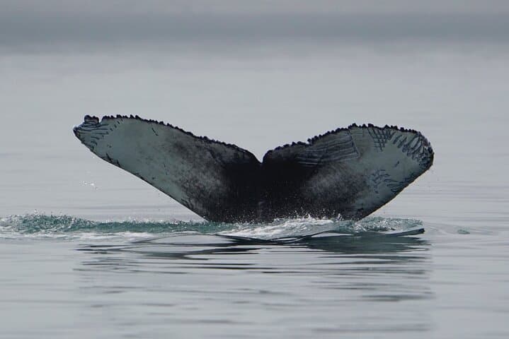 Small-Group Whale Watching at Icy Strait Point — Humpbacks & Wildlife photo 3