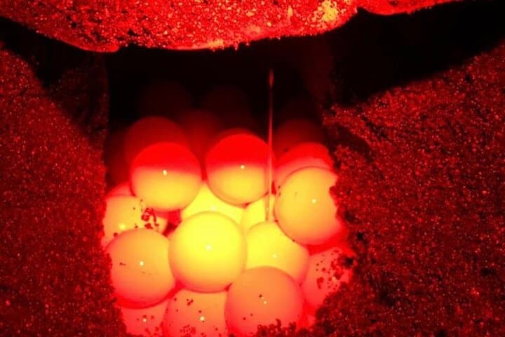 Tamarindo Turtle Watching Night Tours with Expert Naturalist — Sea Turtle Nesting Experience photo 4