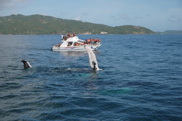 Samaná Bay Whale Watching & El Limón Waterfall Day Trip photo 4