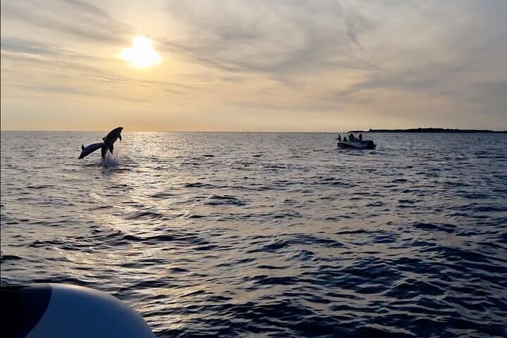 Sunset Dolphin-Watching Cruise in Brijuni Archipelago photo 4