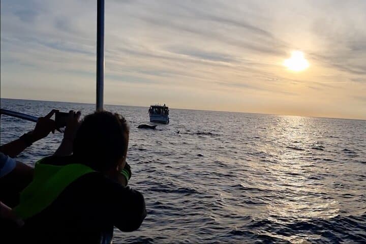 Sunset Dolphin-Watching Cruise in Brijuni Archipelago photo 6