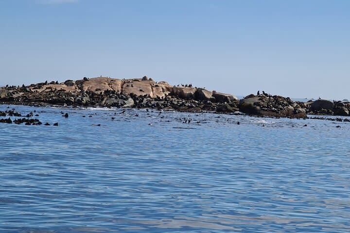 Hout Bay Seal Island Boat Trip and Chapmans Peak Drive — Full-Day from Cape Town