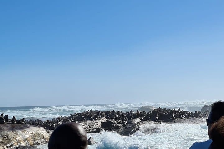 Hout Bay Seal Island Boat Trip and Chapmans Peak Drive — Full-Day from Cape Town photo 2