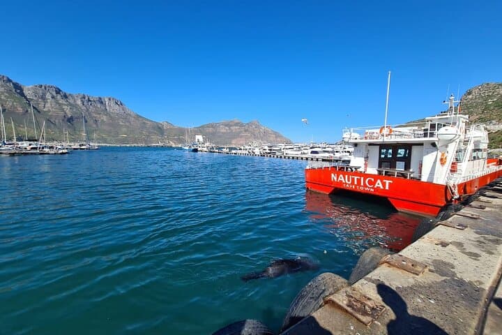 Hout Bay Seal Island Boat Trip and Chapmans Peak Drive — Full-Day from Cape Town photo 3