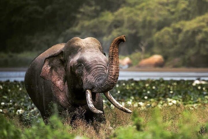 Half-Day Yala Safari: Leopard & Elephant Spotting in 4 Hours photo 5