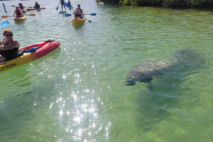 Miami Mangrove SUP & Kayak Jungle Exploration