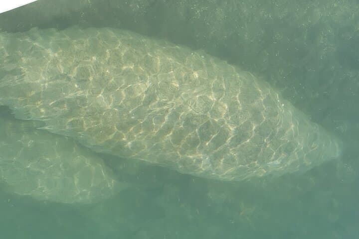 Miami Mangrove SUP & Kayak Jungle Exploration photo 4