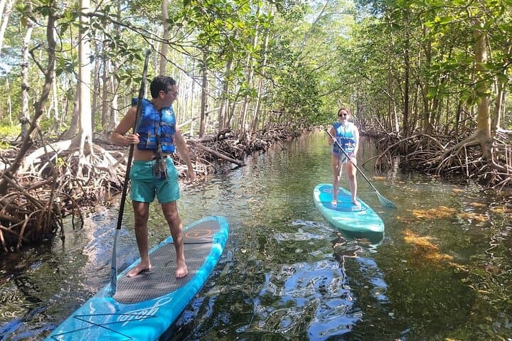 Miami Mangrove SUP & Kayak Jungle Exploration photo 6