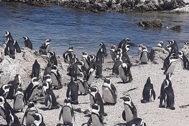 Private Scenic Cape Peninsula Tour: Table Mountain to Cape Point photo 3