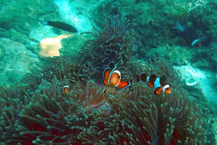 Pulau Payar Scuba Diving from Langkawi - Marine Park Day Trip photo 6