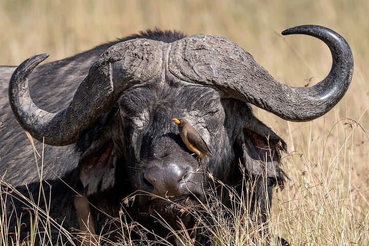 2-Night Road Safari in Maasai Mara: Big Five & River Drives photo 5