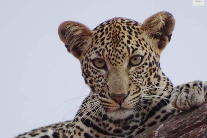 4-Day Best of Kenya Private Safari from Malindi — Tsavo, Amboseli & Mzima Springs photo 4