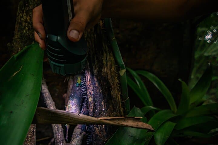 La Fortuna Night Walk: Frog Garden & Tapir River Corridor Experience photo 2