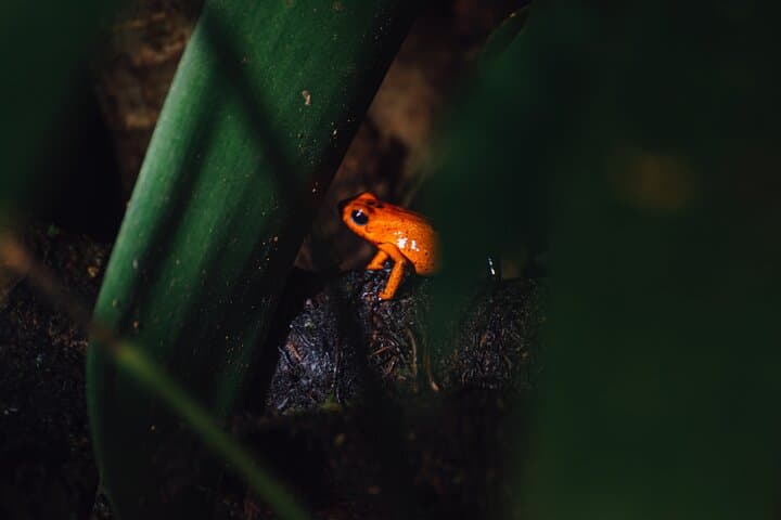 La Fortuna Night Walk: Frog Garden & Tapir River Corridor Experience photo 3