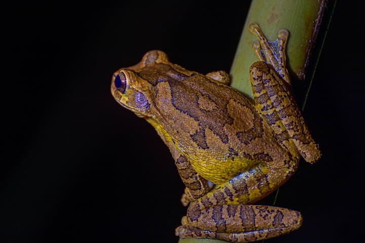 La Fortuna Night Walk: Frog Garden & Tapir River Corridor Experience photo 4