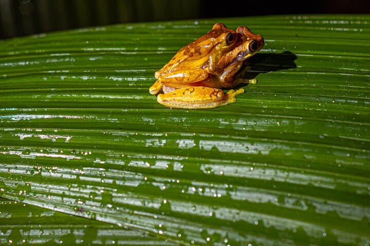 La Fortuna Night Walk: Frog Garden & Tapir River Corridor Experience photo 6