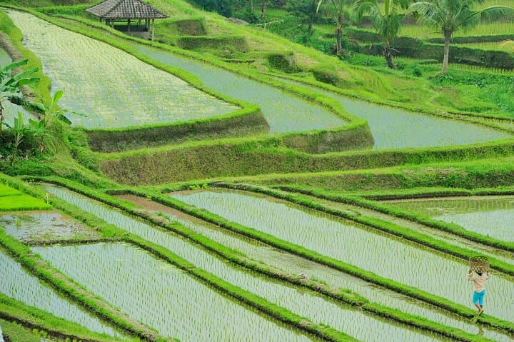 Jatiluwih & Batukaru: Full-Day Rice Terrace, Temple and Farm Tour from Ubud photo 5