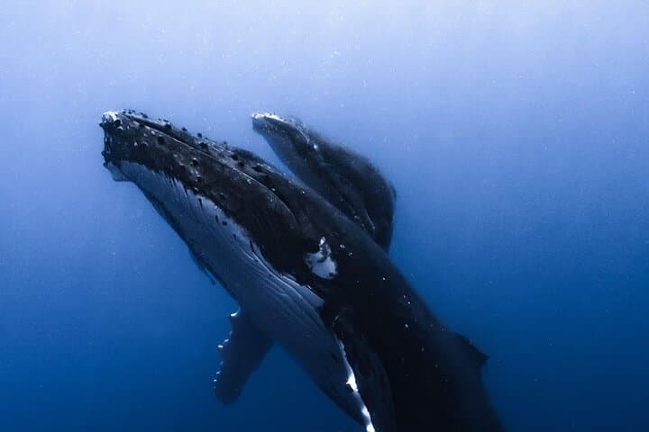 Swim with Humpback Whales in Moorea — Responsible Half-Day Encounter photo 6