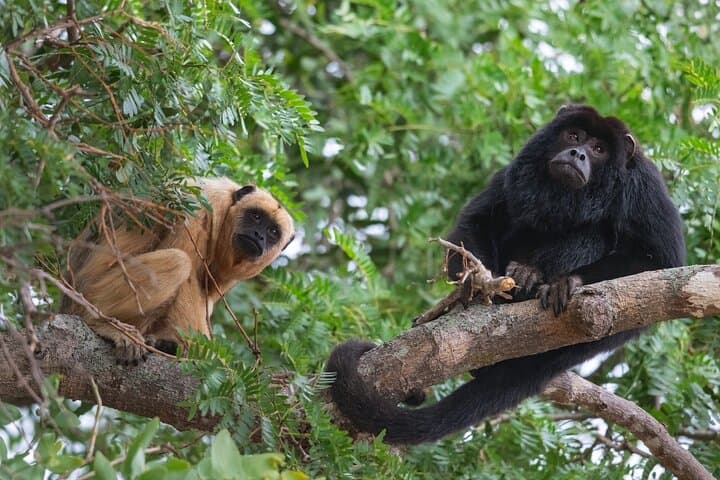 Half-Day Mombacho Cloud Forest Tour from Granada: Hike, Views & Coffee photo 2