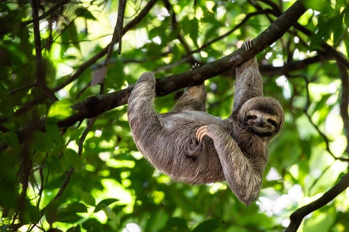 Half-Day Mombacho Cloud Forest Tour from Granada: Hike, Views & Coffee photo 5
