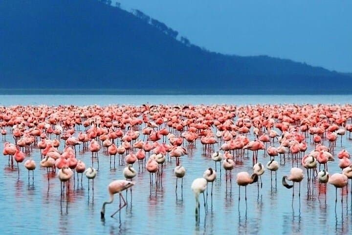 3-Day Birdwatching Luxury Safari: Lake Nakuru, Bogoria & Hell’s Gate