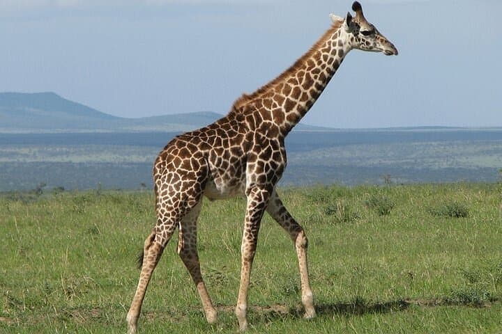 Nairobi Airport Layover: Giraffe Centre Feeding Experience photo 4
