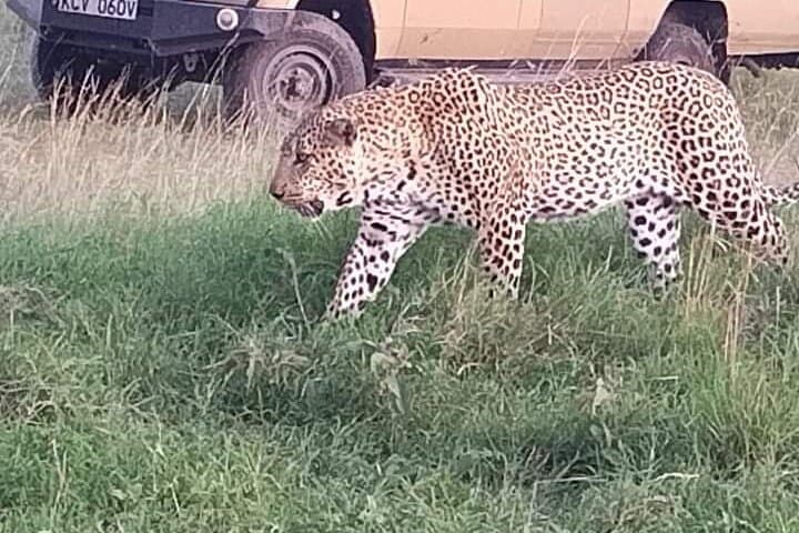 4-Day Best of Kenya Private Safari from Malindi — Tsavo, Amboseli & Mzima Springs photo 2