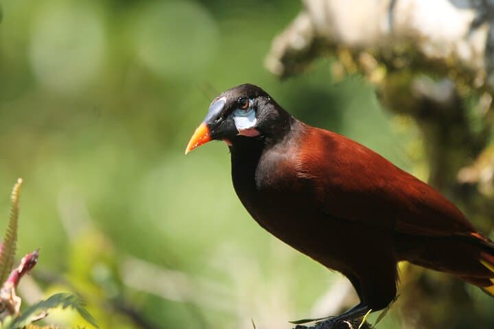 Full-Day Private Monteverde Tour: Curi-Cancha, Cloud Forest Reserve & Night Walk photo 4