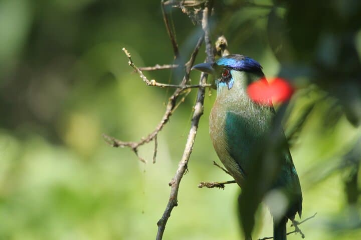 Full-Day Private Monteverde Tour: Curi-Cancha, Cloud Forest Reserve & Night Walk photo 5