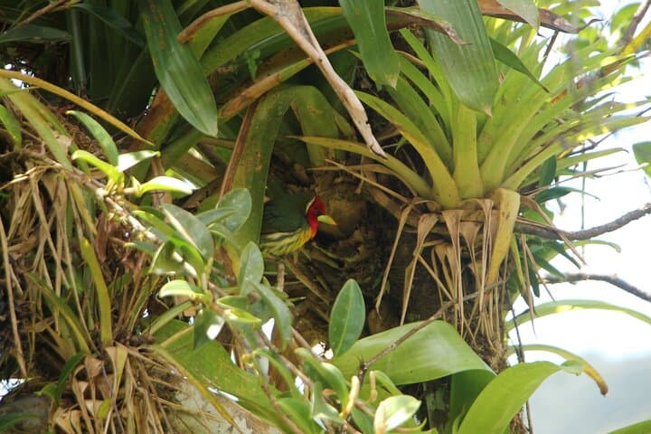 Full-Day Private Monteverde Tour: Curi-Cancha, Cloud Forest Reserve & Night Walk photo 6