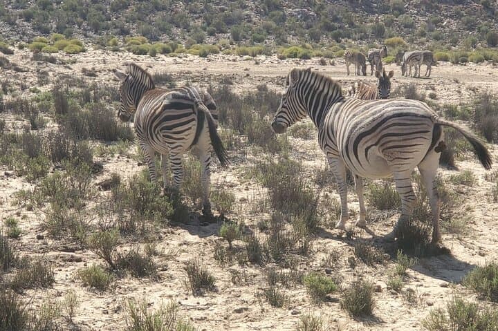 Aquila Big 5 Safari from Cape Town: Full-Day Game Drive to See Africa’s Iconic Wildlife photo 4