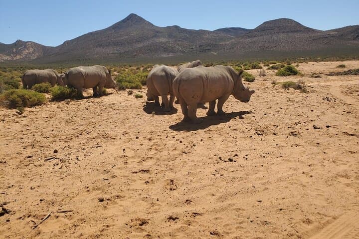 Aquila Big 5 Safari from Cape Town: Full-Day Game Drive to See Africa’s Iconic Wildlife photo 6