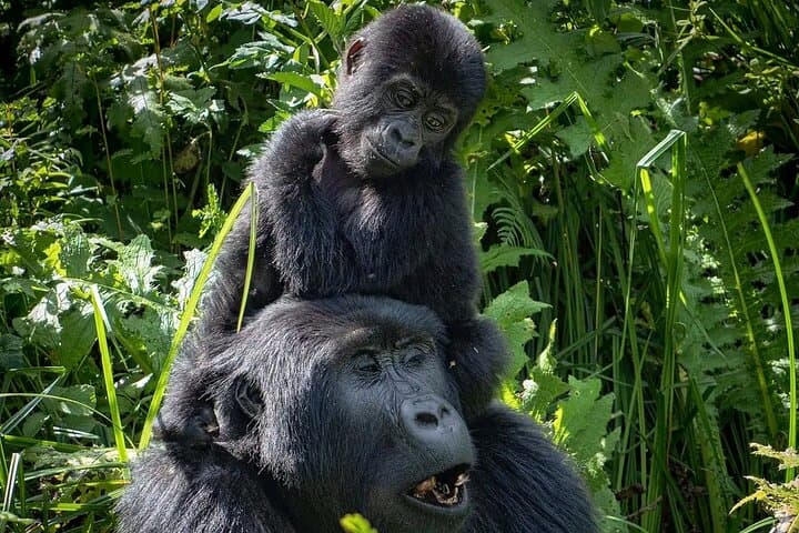 13-Day Uganda Safari: Gorillas, Chimp Trekking & Tree-Climbing Lions photo 3