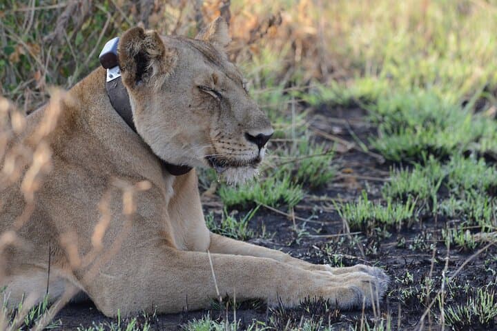 8-Day Uganda Luxury Big 5 Safari: Gorillas, Chimps & Murchison Falls photo 6