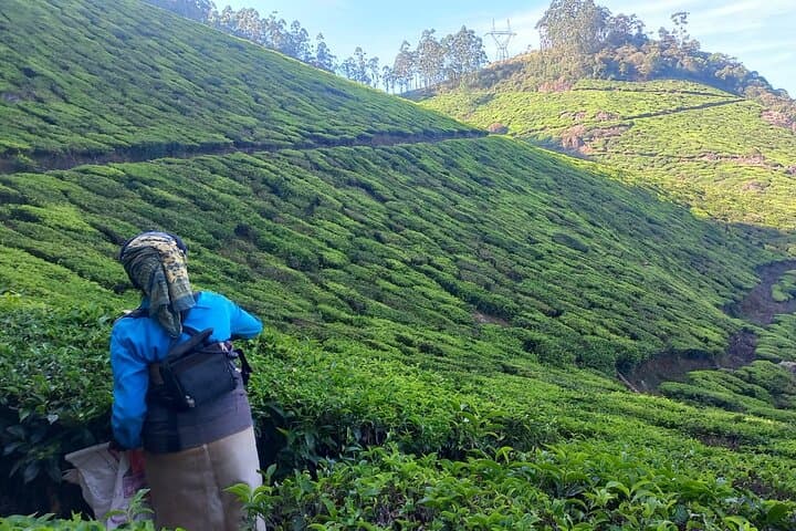 Munnar Tea Plantation Sunset Walk — Guided Tea-Estate Hike & Sunset View photo 4