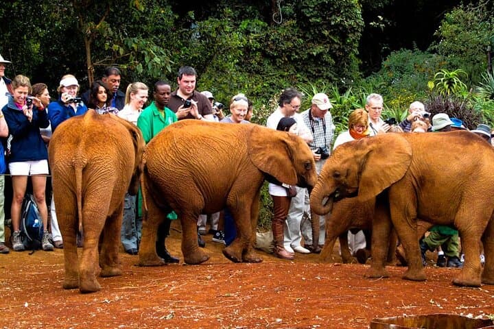 David Sheldrick Elephant Orphanage — Nairobi Baby Elephant Feeding Experience photo 2