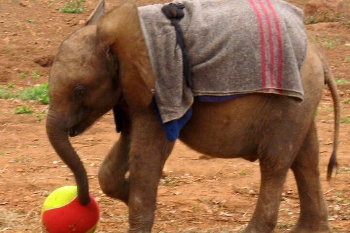 David Sheldrick Elephant Orphanage — Nairobi Baby Elephant Feeding Experience photo 5