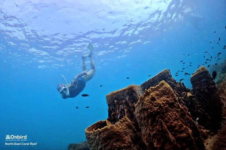 Phu Quoc Scientific Snorkeling: Small-Group Trips to Hidden Coral Reefs