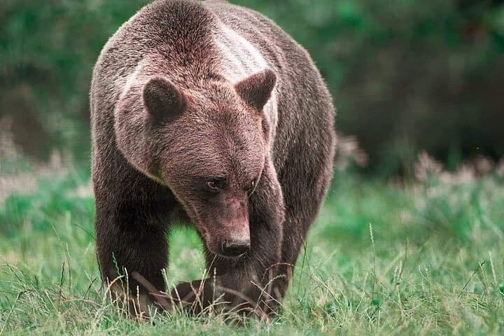 Visit Libearty Bear Sanctuary Zărnești: Guided Tour from Brașov photo 6