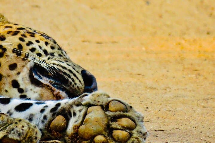 Private Yala National Park Leopard Safari from Galle — Full-Day 4x4 Jeep Tour photo 5
