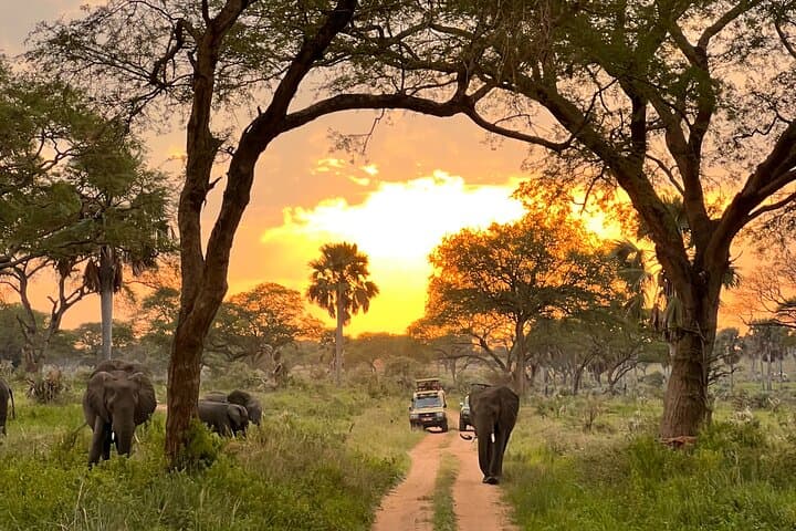 7-Day Big Five, Chimpanzee & Gorilla Tracking Safari in Uganda photo 6